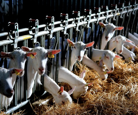 importação - exportação de cabras leiteiras