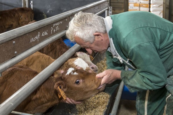 Production de veaux de lait