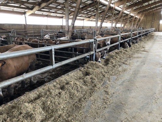 Veaux Aubrac