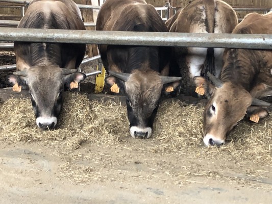 Taureau Aubrac de 500Kg
