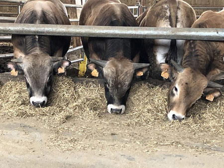 Taureau Aubrac de 500Kg