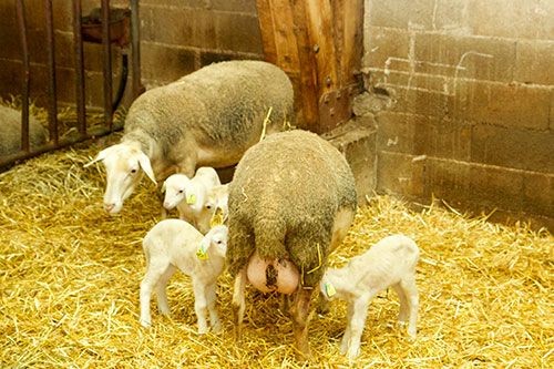 Sheep Lacaune-it-Metairie-du-Rouergue
