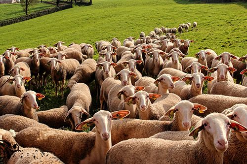 Exportação-ovelha-Lacaune-a-Metairie-du-Rouergue