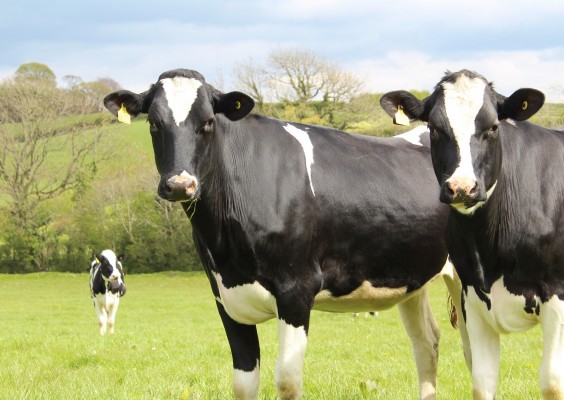 Holstein Elevage génétique