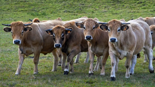 Elevage Aubrac génétique