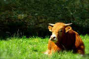 Aubrac taurillon