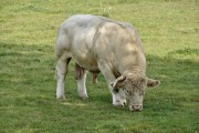 Taurillon Charolais