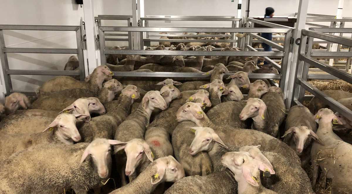 Fattening lambs - The Rouergue Farm